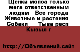 Щенки мопса только мега-ответственным людям - Все города Животные и растения » Собаки   . Тыва респ.,Кызыл г.